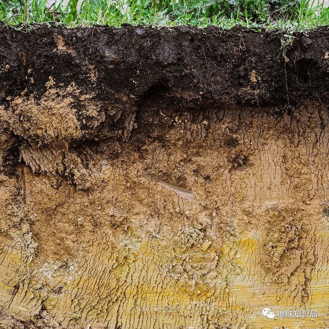 东北黑土地：300年才存1厘米，几铲子就挖走2米（组图） - 8