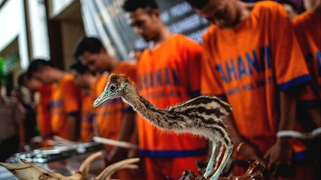 Stuffed bird seized in Indonesia