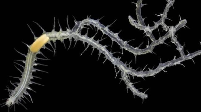 科学家在澳洲发现诡异生物！一个头数百个肛门，能分裂出上千分身（组图） - 1
