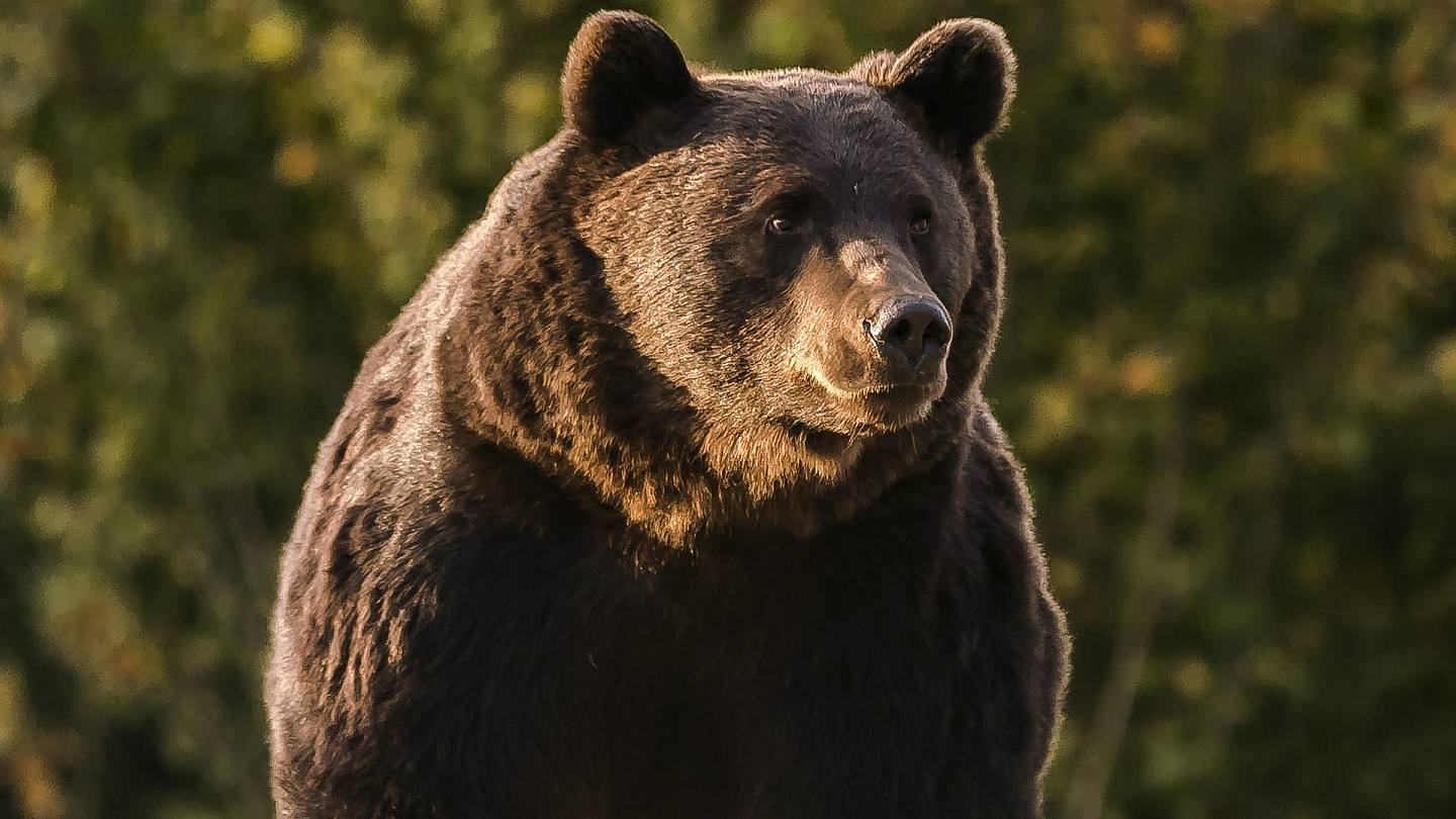 罗马尼亚最大棕熊：图为环保组织Agent Green提供的照片，显示罗马尼亚发现的最大棕熊阿瑟，于2019年10月时的样子。 （AP）