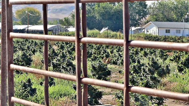 Booming cannabis plants at a farm in Shiprock, New Mexico last summer