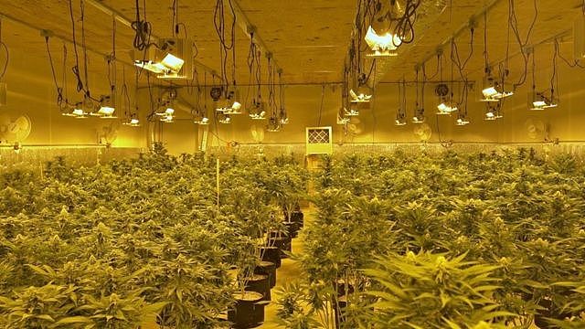 Andy's marijuana farm in Oklahoma