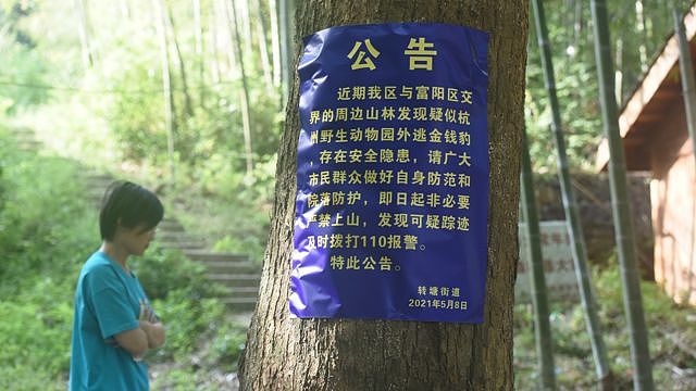 杭州市西湖区何家村发布了有关出逃金钱豹的提醒公告。