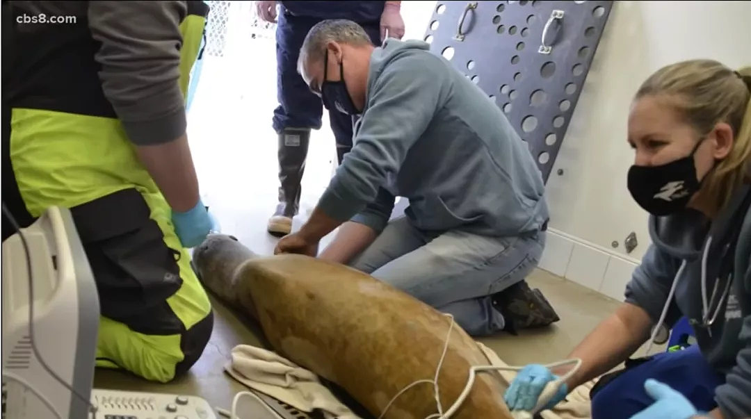 加州的海狮为何死于神秘癌症？藏在海底的罪证被发现
