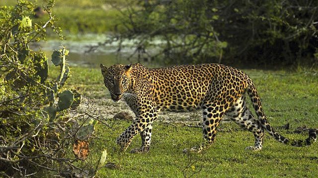 金钱豹是一种大型猫科动物，浑身布满圆形斑纹，所以又名金钱豹或花豹。