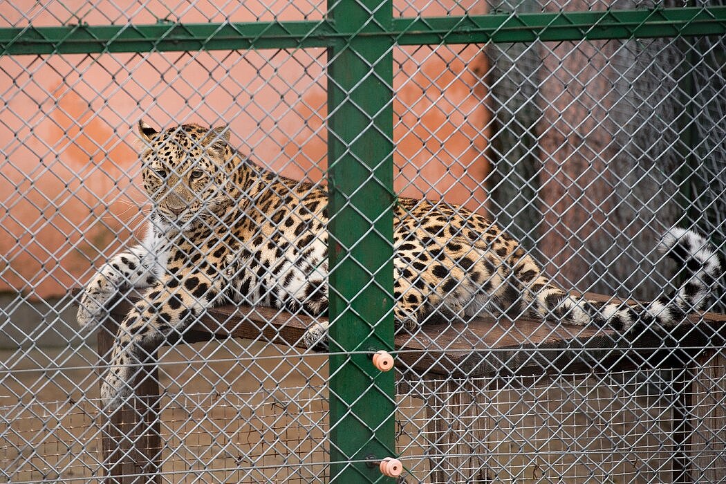 中国牡丹江郊外一个动物园里的金钱豹。这种豹子在中国西部的野外仍能看到。