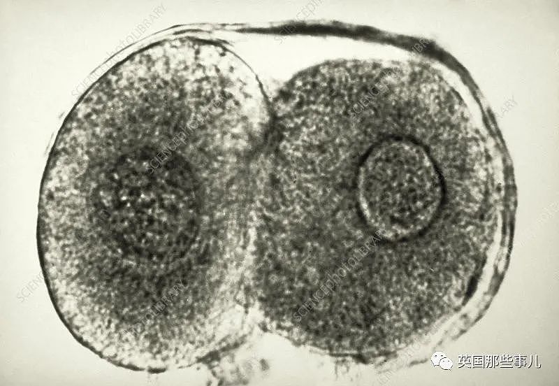 俄罗斯想克隆一群3000年前死去的战士，网友：不怕！我们有兵马俑