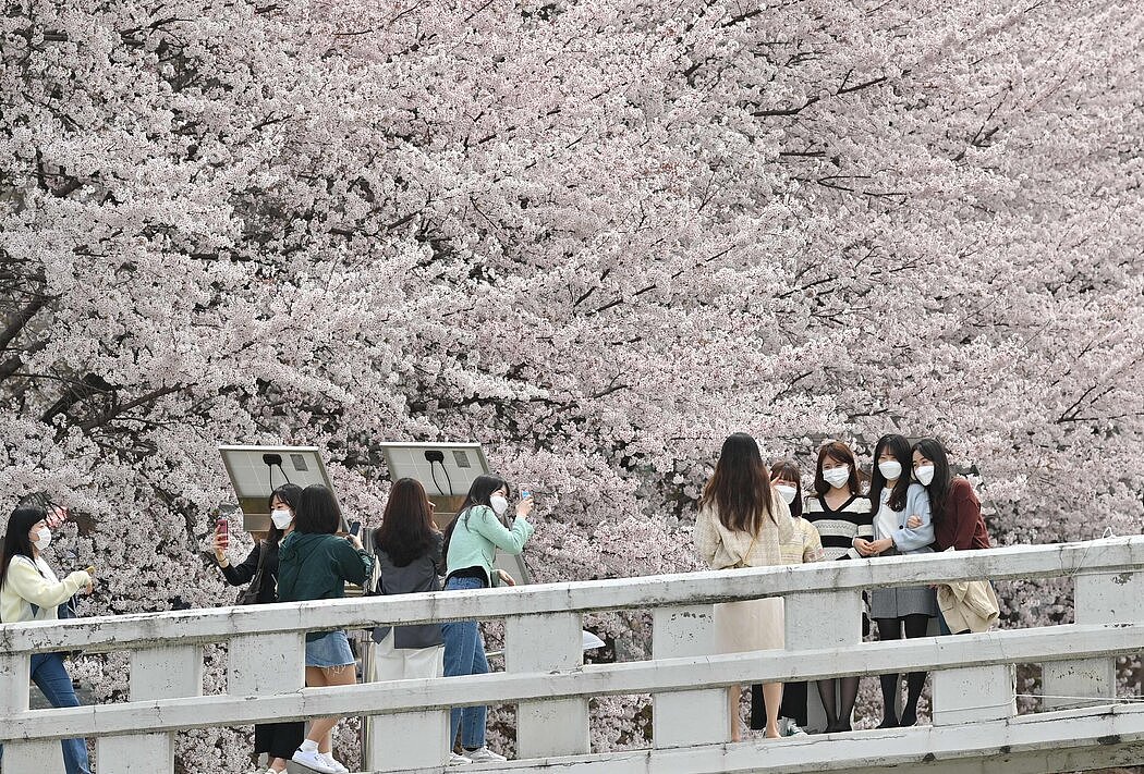 上个月，人们在首尔一公园的樱花树下拍照。韩国是发达国家中性别工资差距最大的国家之一。
