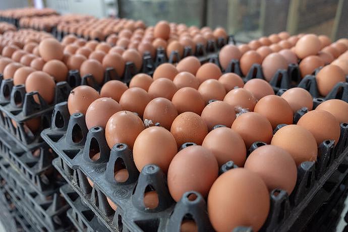 “毒鸡蛋”被媒体曝光！多批鸡蛋检出禁用药物，许多人却仍在买，关系到华人（组图） - 5