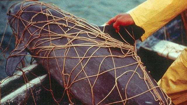 圣安德鲁斯大学发布的一张未注明日期的照片，显示一只小头鼠海豚被捕捞石首鱼的流刺网缠住后死亡。