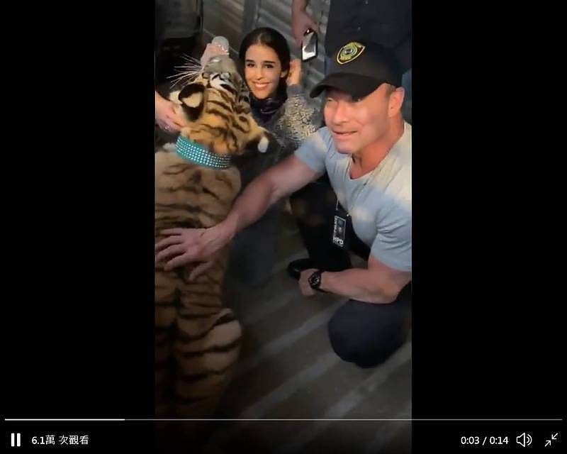 休士顿警方寻获稍早逛大街的老虎「印度」。 （图截取自休士顿警察官方推特）