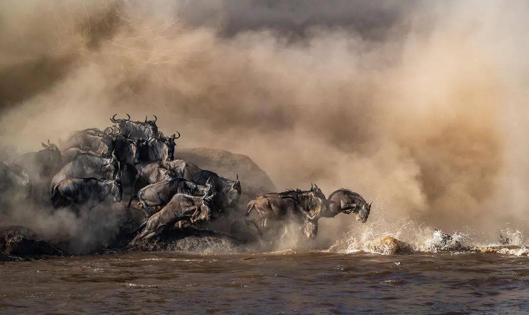 2021年环境摄影奖揭晓 “水边的大猩猩”夺冠（组图） - 19