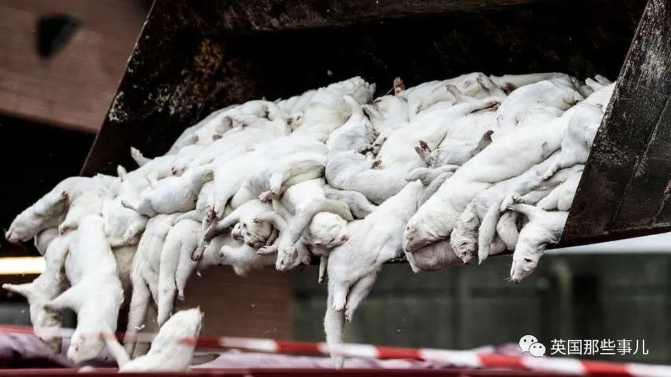 丹麦去年杀光水貂，如今又要把13000吨尸体挖出来（组图） - 7
