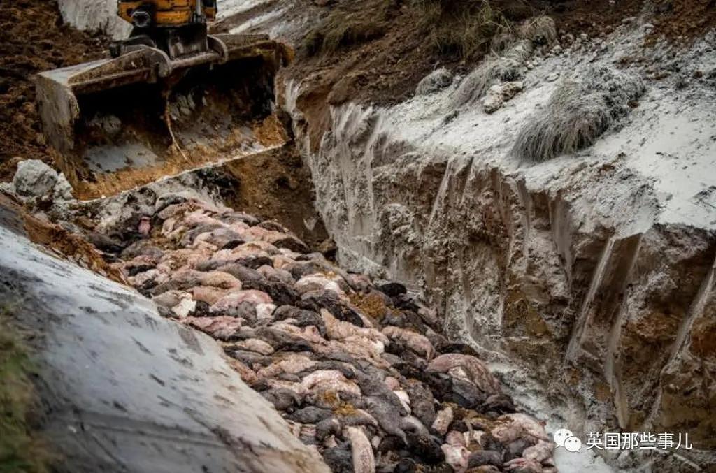 丹麦去年杀光水貂，如今又要把13000吨尸体挖出来（组图） - 15