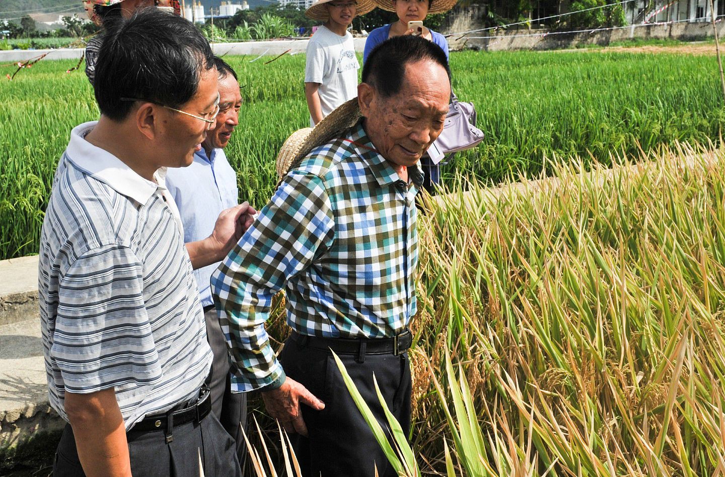 2015年5月，袁隆平到三亚超级稻“超优千号”示范基地考察。（视觉中国）