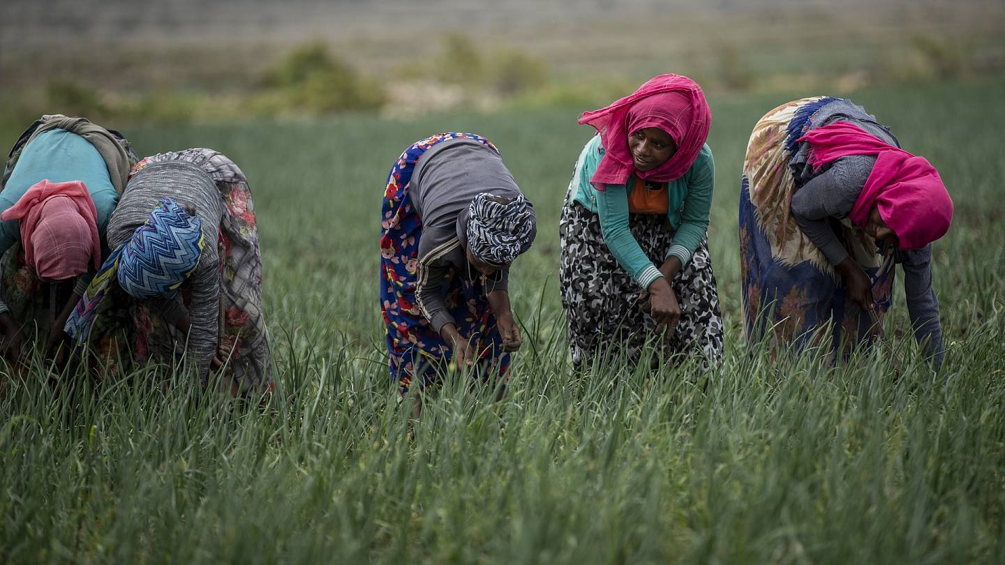 埃塞俄比亚：图为5月12日，埃塞俄比亚提格雷州妇女在农田中工作。 （AP）