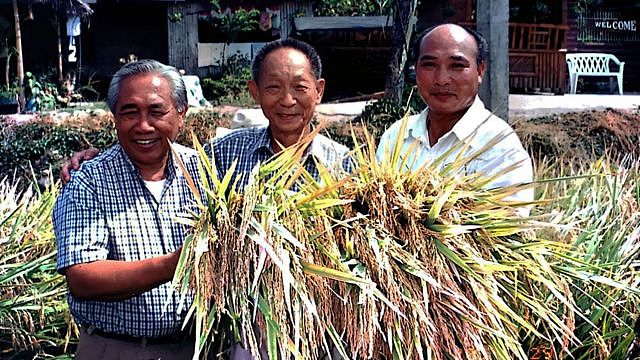 袁隆平（中）毕生致力于水稻研究。