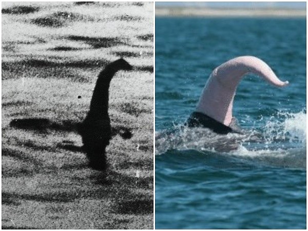 ▲一支专家团队推测，尼斯湖水怪实际上是鲸鱼阴茎。 （图／翻摄Twitter@JimMFelton）