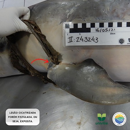 ▲▼巴西海岸发现海豚被丁字裤缠住，导致死亡。 （图／翻摄自Facebook／@pmp.univille）