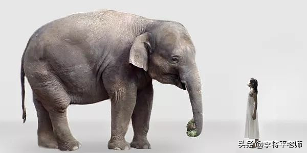 云南大象为何集体迁徙，这背后也许是人和大象的双重无奈