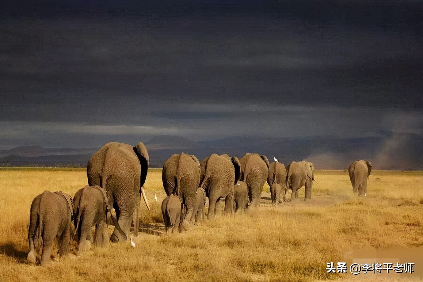云南大象为何集体迁徙，这背后也许是人和大象的双重无奈