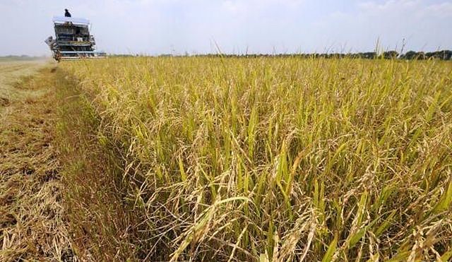 收获季节，稻田变得一片金光灿灿
