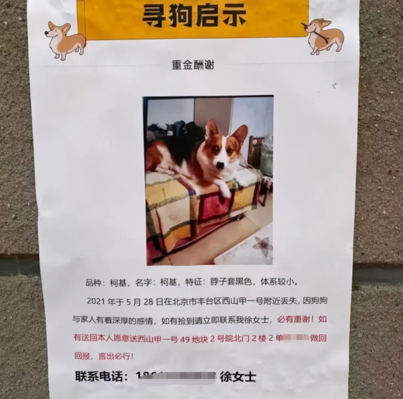 “寻狗启示”找到狗送北京一套房，狗找到了，主人：想送但有规定