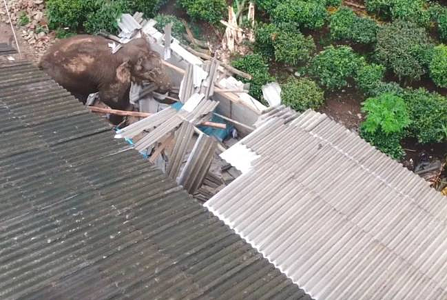大啖4吨菠萝后，进击的大象抵达昆明，村民：我们把粮食搬上了二楼（组图） - 1