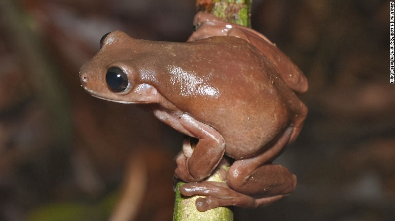 澳洲科学家发现新款“巧克力蛙”，神似哈利波特片中的小吃