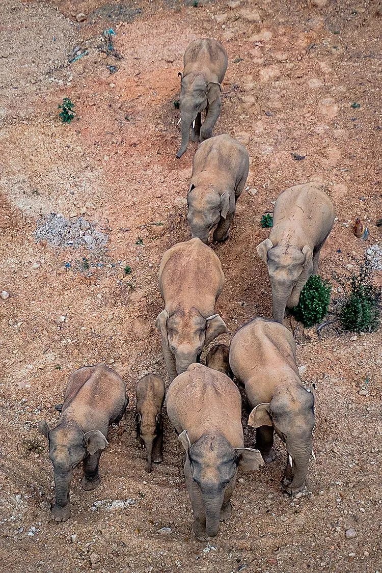 2021年5月28日，云南省玉溪市峨山县境内拍摄的象群(无人机照片)。