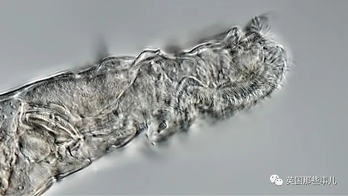 冷冻24000年的生物竟被科学家成功复活！离科幻片又近了一步？