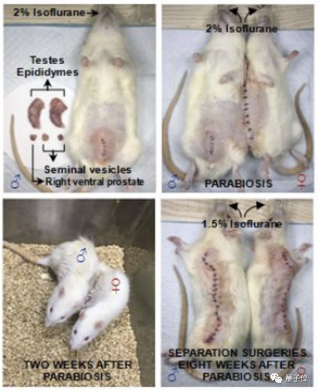 中国科学家成功让公鼠怀孕产子！全球首次，10只幼崽非常健康