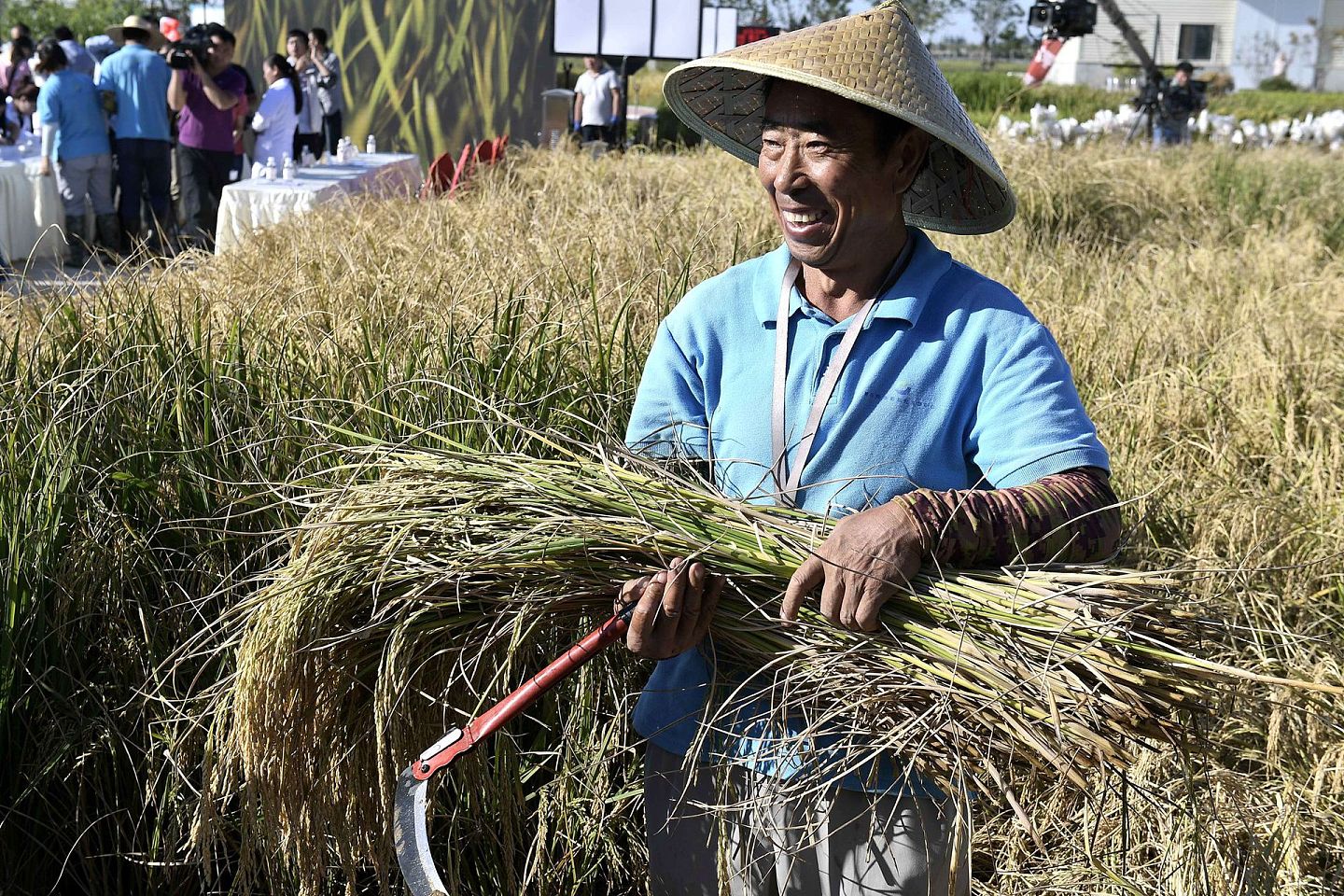 2017年9月28日，青岛海水稻研发中心工作人员对“海水稻”进行收割取样。 （新华社）