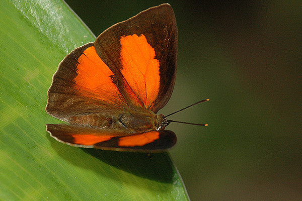 copper-butterfly-3aw.jpg,0