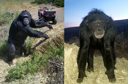 养了17年，黑猩猩疯狂啃咬主人女儿，被警一枪射杀（视频/图） - 1