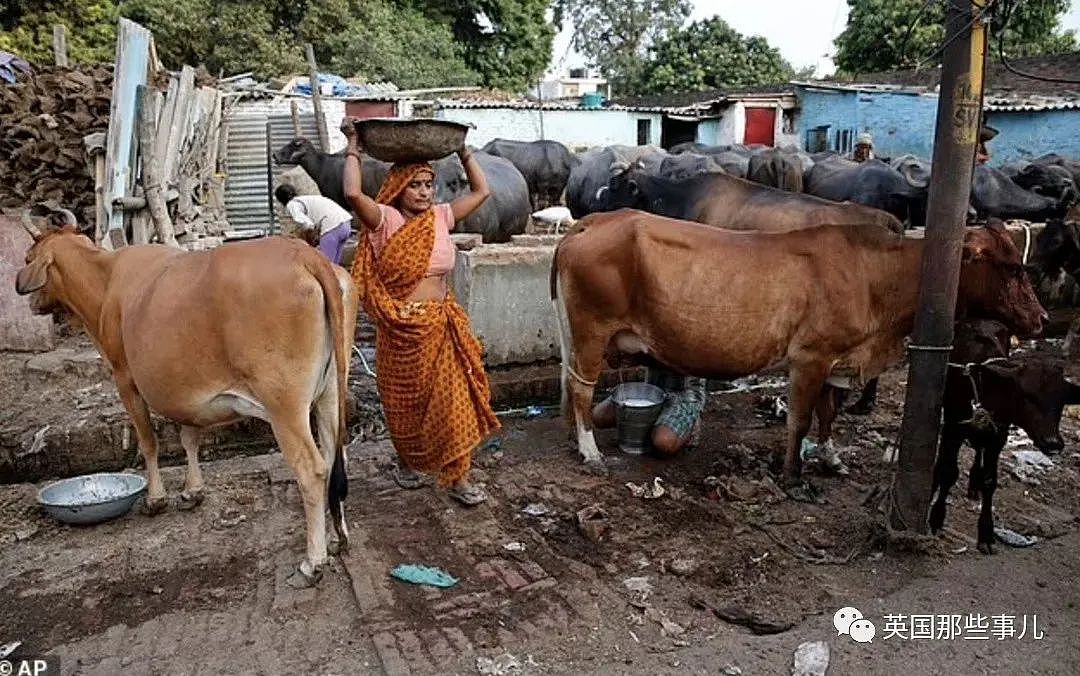印度发生惊天盗窃案，800公斤牛粪被连夜偷走…啊？