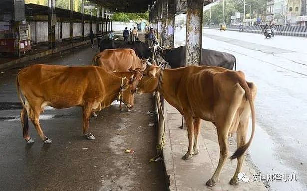 印度发生惊天盗窃案，800公斤牛粪被连夜偷走…啊？