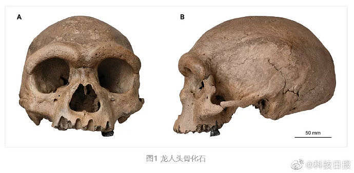 中国发现14.6万年前古人类化石 新人种“龙人” （图） - 1