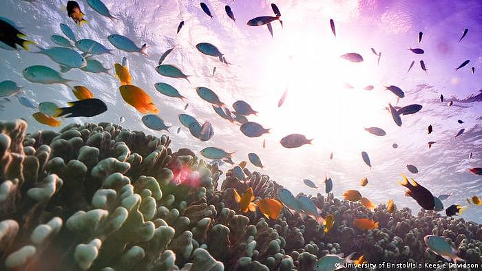 大堡礁是澳大利亚最受欢迎的旅游景点之一