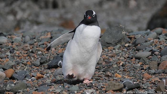 企鹅是南极洲少数在陆地上活动的物种之一  