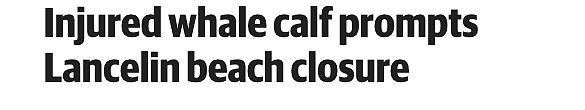 西澳著名海滩被迫关闭，相关部门拉响鲨鱼警报（图） - 1