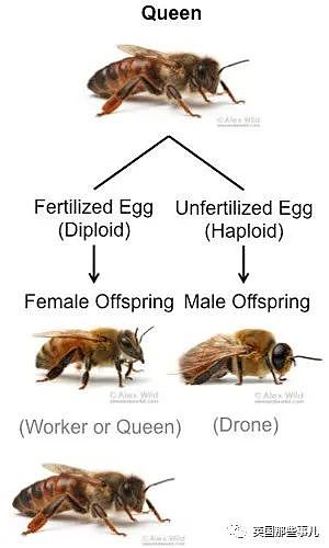 一只蜜蜂基因突变克隆出几百万个自己！霸道寄生灭族蜂群，厉害了.....