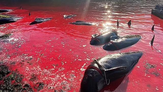 这才是真正的血海！丹麦渔民开启屠杀盛宴，175头领航鲸血洒大海（组图） - 1