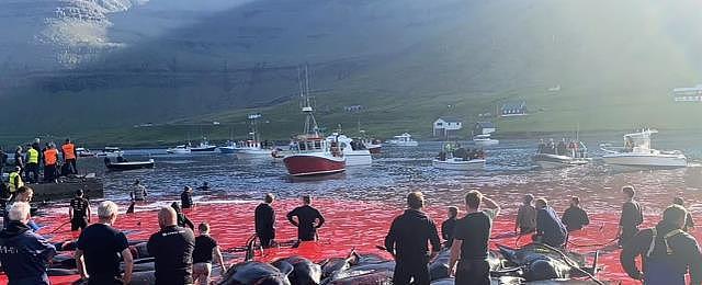 这才是真正的血海！丹麦渔民开启屠杀盛宴，175头领航鲸血洒大海（组图） - 3