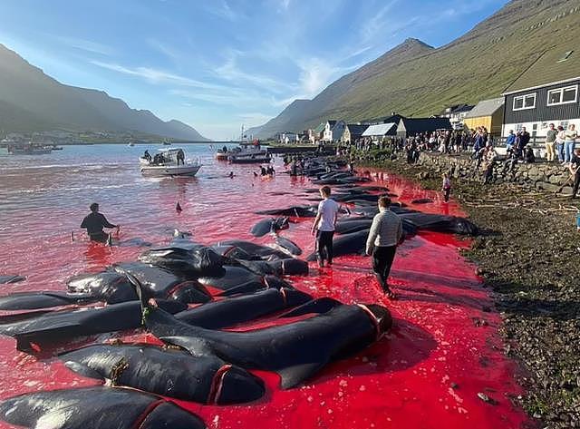 这才是真正的血海！丹麦渔民开启屠杀盛宴，175头领航鲸血洒大海（组图） - 4