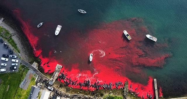 这才是真正的血海！丹麦渔民开启屠杀盛宴，175头领航鲸血洒大海（组图） - 2