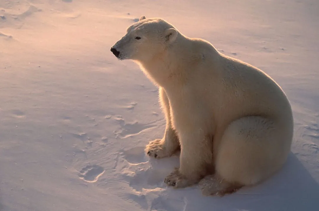 北极现48度可怕高温！建筑倒塌，动物面临灭绝，一切难以回头