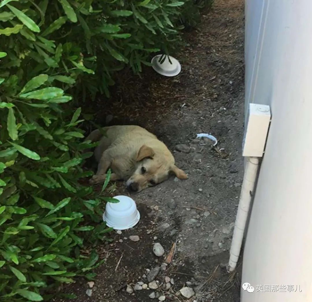 被主人抛弃后苦等数月的狗狗，经过无数波折，终于有了安定生活