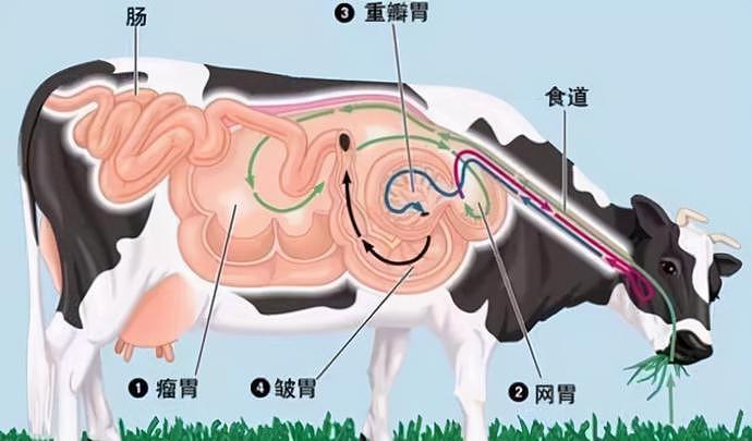牛太牛了！牛胃竟然能消化塑料，科学家：世界难题不难了（组图） - 4