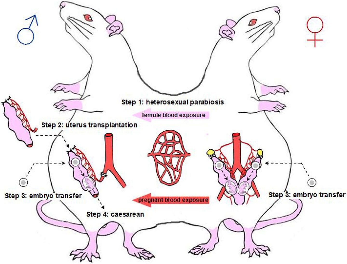 研究人员透过手术，将雄性大鼠和雌性大鼠背靠背地连接成“连体鼠”。（bioRxiv）